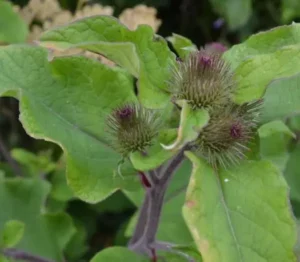 Bardanne en fleur Arctium minus