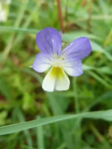 Pensée sauvage Viola tricolor