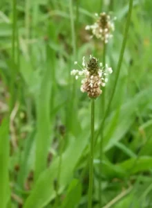 Tige floral du plantain