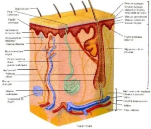 Schéma de la peau