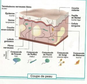 Coupe de la peau